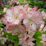 Rhododendron Peggy Ann (azalée persistante) (3)