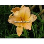 hemerocallis%20barbados%20(1)