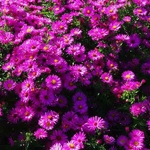 Aster Red Sunset