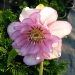 Helleborus orientalis rose double