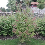 Cercidiphyllum japonicum