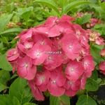 Hydrangea macrophylla Mascotte (1)