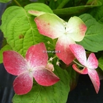 Hydrangea serrata Kurenai (2)