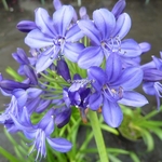 Agapanthus Navy Blue (2)