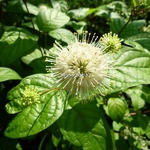 Cephalanthus occidentalis Fiber Optics (3)