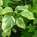 Clerodendrum trichotomum Carnival