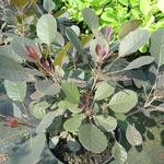 Cotinus coggygria Lilla (2)