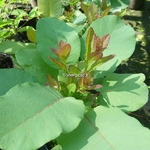 Cotinus coggygria Old Fashioned