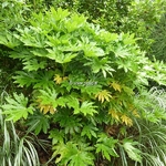 Fatsia japonica