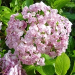 Hydrangea macrophylla Ayesha (2)