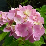 Hydrangea macrophylla Générale Vicomtesse de Vibraye