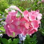 Hydrangea macrophylla Oregon Pride (1)