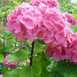 Hydrangea macrophylla Zambia (1)