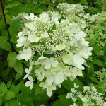 Hydrangea paniculata Pastel Green (3)