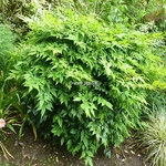 Nandina domestica Gulf Stream