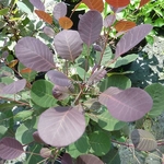 Cotinus coggygria Lilla (1)