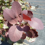Cotinus coggygria Lilla