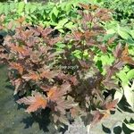 Physocarpus opulifolius Little Angel (2)