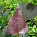 Populus deltoides Purple Tower (1)