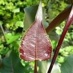 Populus deltoides Purple Tower (2)