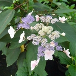 Hydrangea aspera Villosa Hot Chocolate (1)