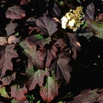 Hydrangea quercifolia Burgundy