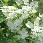 Hydrangea quercifolia Pee Wee