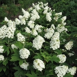 Hydrangea quercifolia Snowqueen