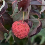 Cornus kousa Copacabana (3)