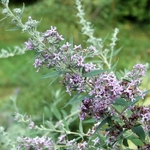 Buddleja x pikey Hever