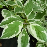 Cornus alba Elegantissima (2)