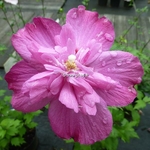 Hibiscus syriacus Purple Ruffles