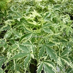 Acer palmatum Roseomarginatum (1)