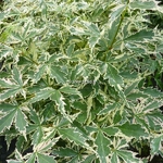 Acer palmatum Roseomarginatum (2)