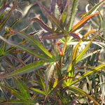Acer palmatum Scolopendrifolium Atropurpureum