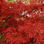 Acer palmatum Scolopendrifolium