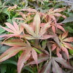 Acer palmatum Shaina (1)