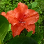 Rhododendron Encore Princess (2)