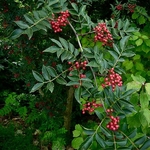 Zanthoxylum simulans