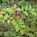 Zanthoxylum simulans (1)