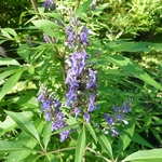 Vitex agnus-castus Delta Blues