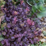 Spiraea betulifolia Pink Sparkler (1)