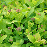 Spiraea betulifolia Pink Sparkler (2)
