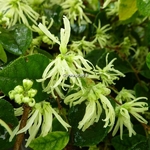 Loropetalum chinense Carolina Moonlight (1)