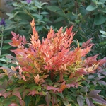 Nandina domestica Sunset Boulevard