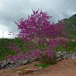 Cercis siliquastrum (5)