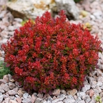 Berberis thunbergii Lutin Rouge