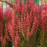 Berberis thunbergii Orange Torch