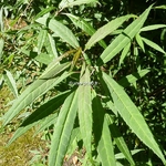 Helwingia chinensis (2)