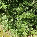 Helwingia chinensis (1)